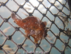 Frogfish sitting on a barricade net at 3m. Taken at ND Di... by Raffidi Merican 